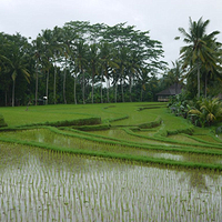 Photo de Bali - Balade, Garuda et spectacle